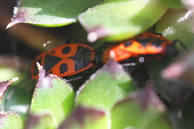 20100501 2693Mw [D~LIP] Feuerwanze (Pyrrhocoris apterus), Bad Salzuflen