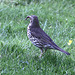 20100616 5912Aw [D~BI] Singdrossel (Turdus philomelos), Botanischer Garten, Bielefeld