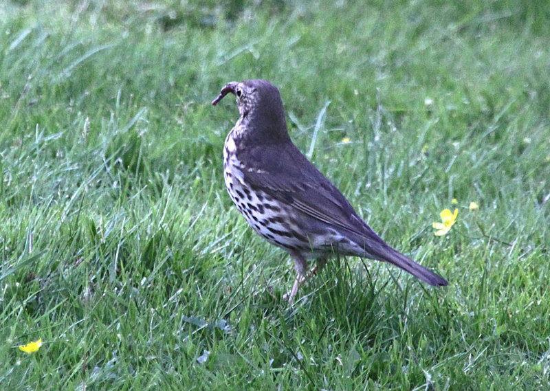 20100616 5912Aw [D~BI] Singdrossel (Turdus philomelos), Botanischer Garten, Bielefeld