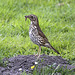 20100616 5913Aw [D~BI] Singdrossel (Turdus philomelos), Botanischer Garten, Bielefeld