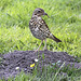 20100616 5914[D~BI] Singdrossel (Turdus philomelos), Botanischer Garten, Bielefeld