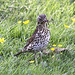 20100616 5915[D~BI] Singdrossel (Turdus philomelos), Botanischer Garten, Bielefeld
