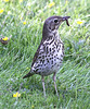 20100616 5916[D~BI] Singdrossel (Turdus philomelos), Botanischer Garten, Bielefeld