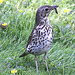 20100616 5916[D~BI] Singdrossel (Turdus philomelos), Botanischer Garten, Bielefeld