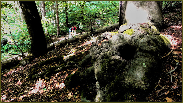 Buchenstumpen an der Schwefelquelle