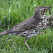 20100616 5918[D~BI] Singdrossel (Turdus philomelos), Botanischer Garten, Bielefeld