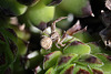 20100501 2684Mw [D~LIP] Krabbenspinne {Braune-} (Xysticus cristatus), Bad Salzuflen