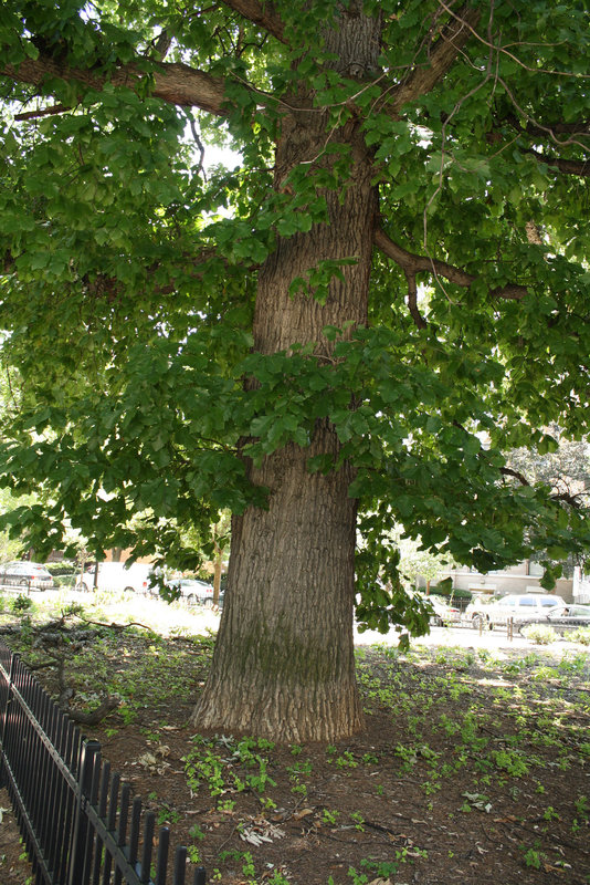 07.TStreetPark.NW.WDC.8June2010