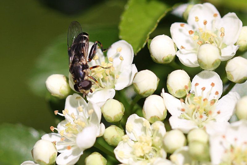 20100616 5470Mw [D~LIP] Kleine Mistbiene (Syritta pipiens), Bad Salzuflen