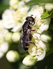 20100616 5479Mw [D~LIP] Kleine Mistbiene (Syritta pipiens), Bad Salzuflen