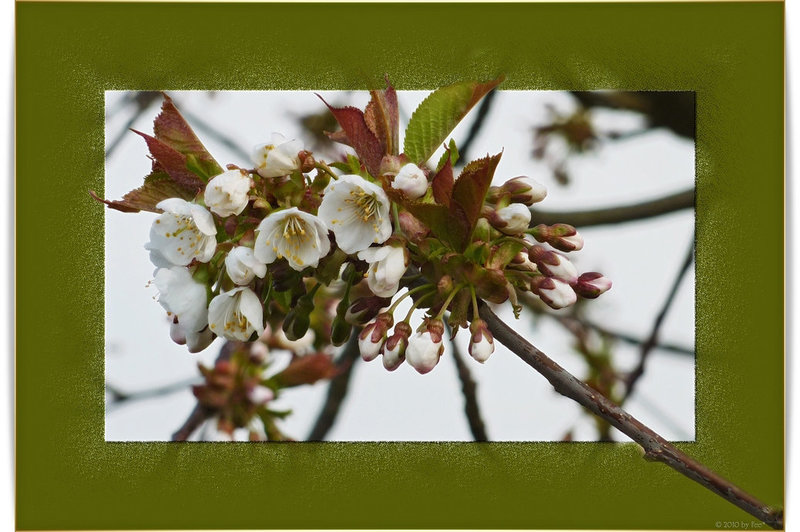 cherry blossom