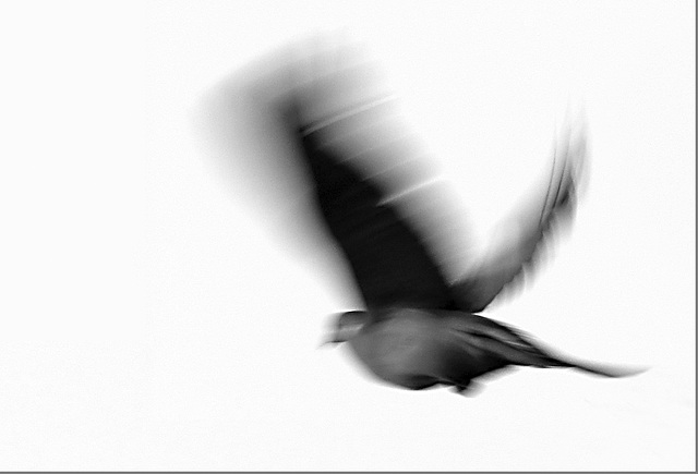 Fly away  b/w