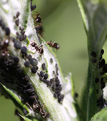 20100616 5517Mw [D~LIP] Schwarze Wegameise (Lasius niger), Schwarze Bohnenlaus (Aphis fabae), Bad Salzuflen