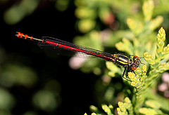 20100501 2705Mw [D~LIP] Frühe Adonislibelle, Bad Salzuflen