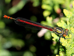 20100501 2709Mw [D~LIP] Frühe Adonislibelle, Bad Salzuflen