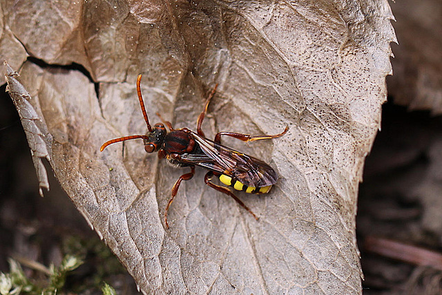 20100501 2720Mw [D~LIP]  Gelbe Wespenbiene (Nomada flava), Bad Salzuflen