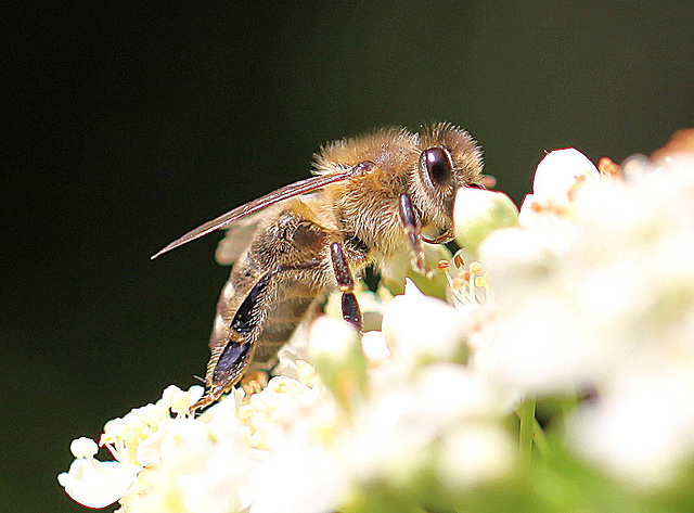 20100616 5648Mw [D~LIP] Honigbiene, Bad Salzuflen