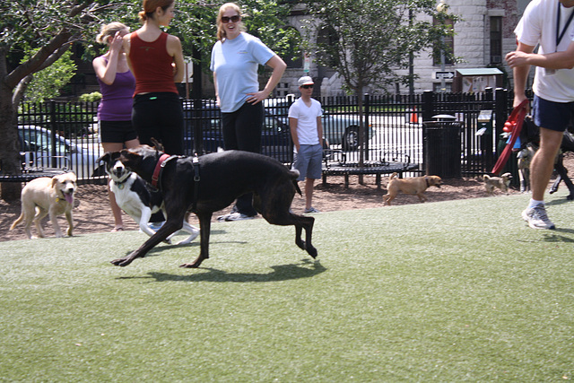 15.SStreetDogPark.NW.WDC.7June2010