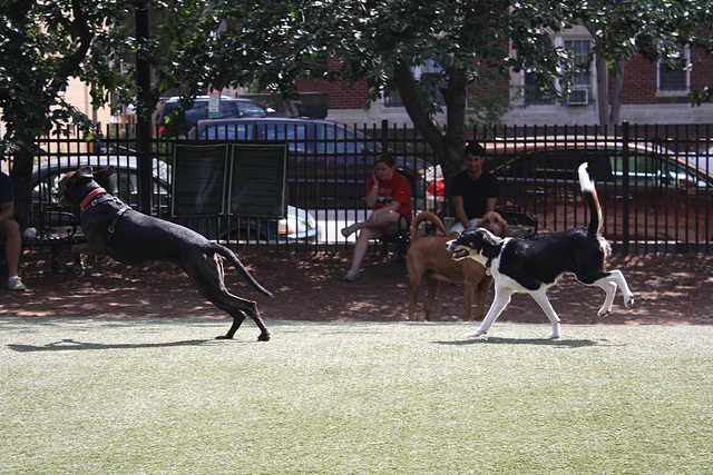 16.SStreetDogPark.NW.WDC.7June2010