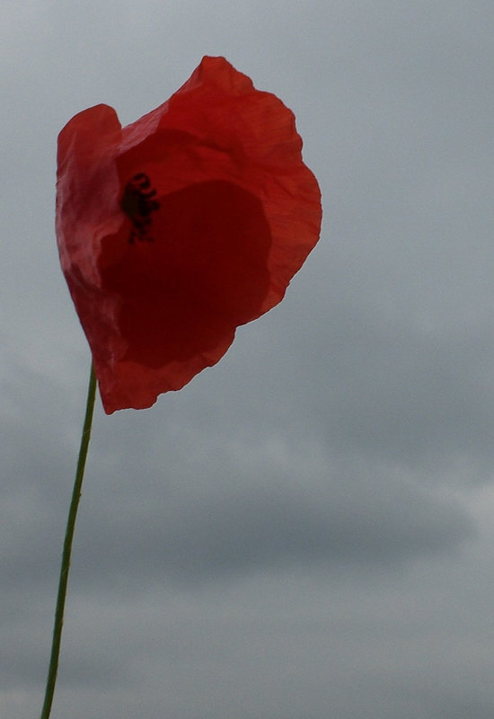 Klatsch-Mohn