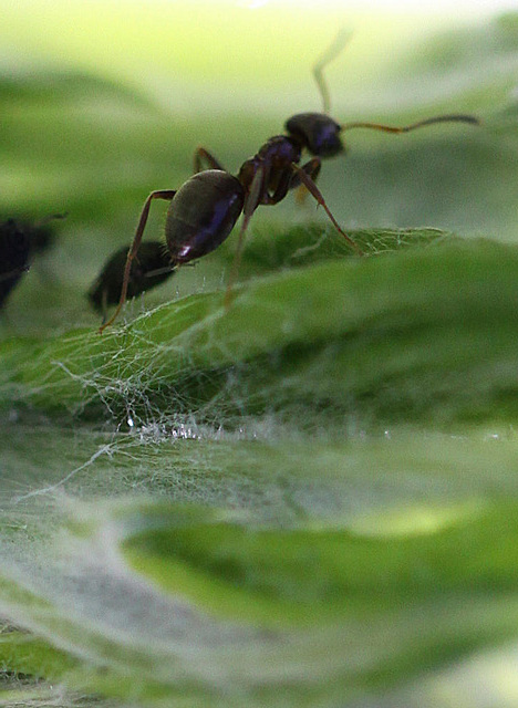 20100604 5010Mw [D~LIP] Ameise, Schwarze Bohnenlaus, Bad Salzuflen