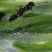 20100604 5010Mw [D~LIP] Ameise, Schwarze Bohnenlaus, Bad Salzuflen