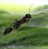 20100604 5011Mw [D~LIP] Ameise, Schwarze Bohnenlaus, Bad Salzuflen