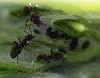 20100604 5014Mw [D~LIP] Ameise, Schwarze Bohnenlaus, Bad Salzuflen