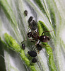 20100604 5025Mw [D~LIP] Ameise, Schwarze Bohnenlaus, Bad Salzuflen