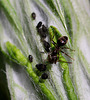 20100604 5026Mw [D~LIP] Ameise, Schwarze Bohnenlaus, Bad Salzuflen