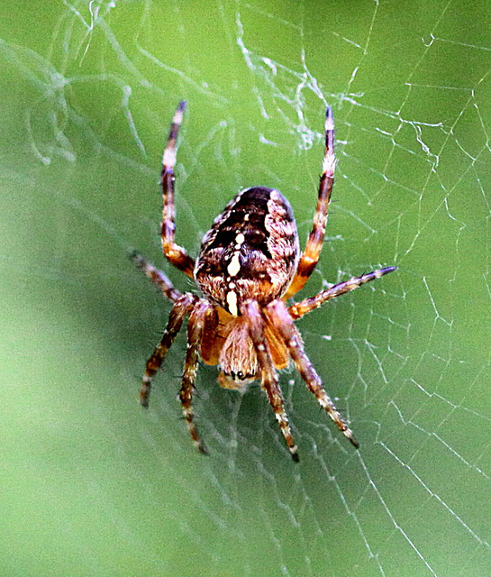 20100604 5034Mw [D~LIP] Gartenkreuzspinne, Bad Salzuflen