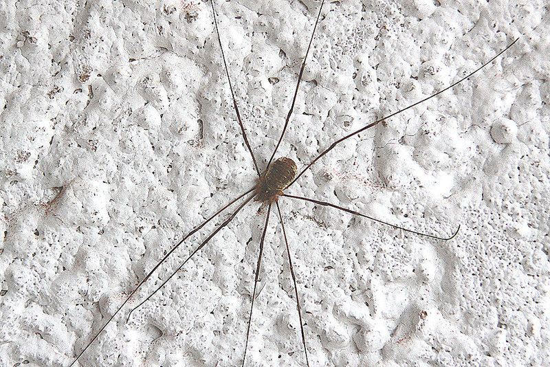 20091216 1301Aw [D~LIP] Mittelmeer-Weberknecht (Opilio canestrimii), Bad Salzuflen