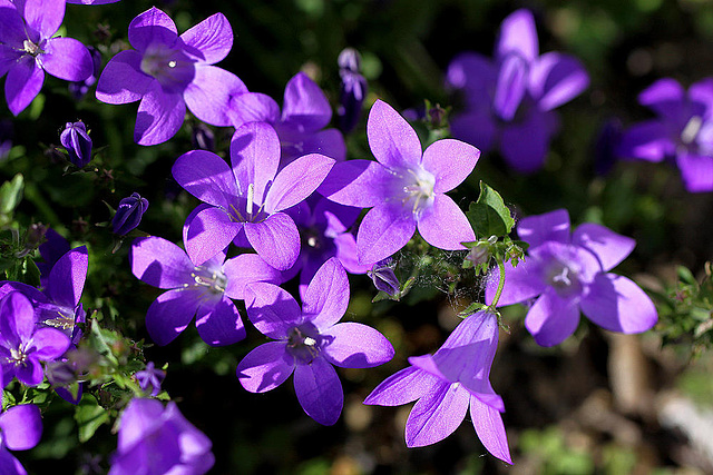 20100604 5048Mw [D~LIP] Glockenblume, Bad Salzuflen