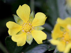 20100501 2728Mw [D~LIP] Fingerkraut (Potentilla neumanniana), Bad Salzuflen