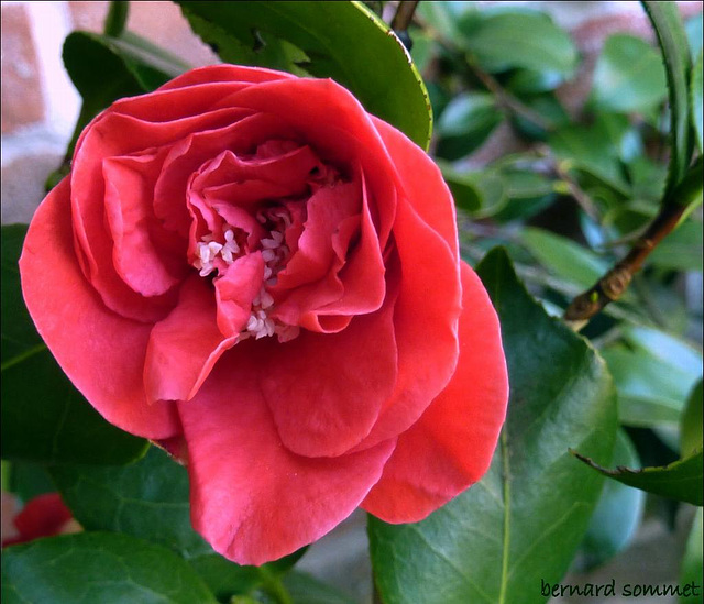 Une fleur de camélia, pour vous mesdames...