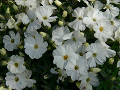 weißer Blütenteppich
