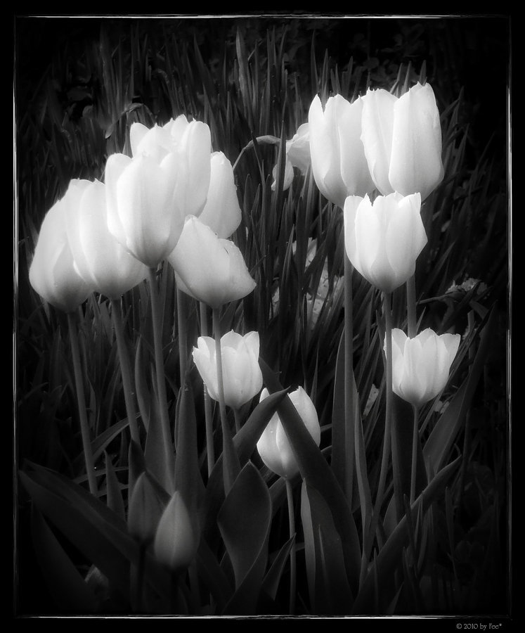 white tulips