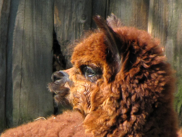 IMG 1171 Alpaka