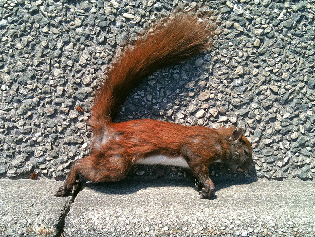 Roadkill