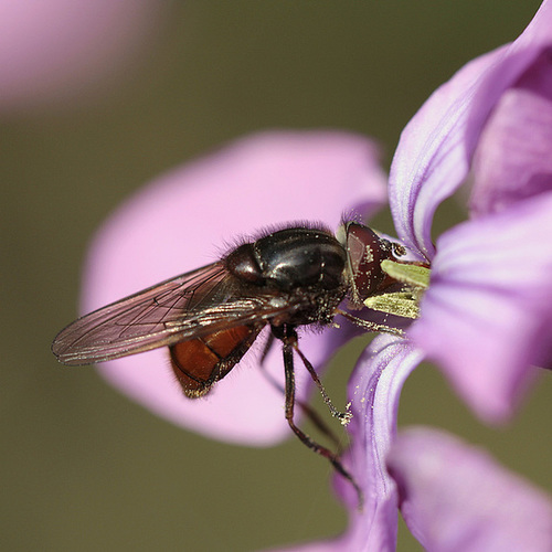 Ringhia campestris