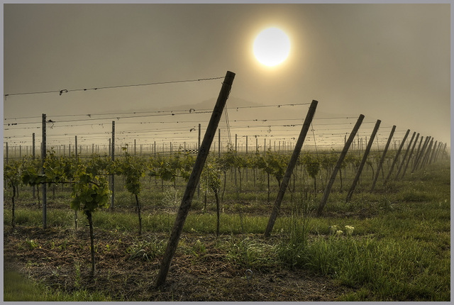 Vineyard near Rödelsee