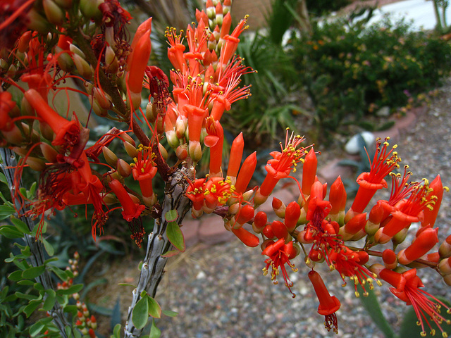 Ocotillo Blossoms (5662)