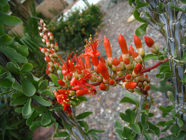 Ocotillo Blossoms (5663)