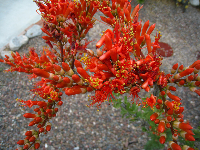 Ocotillo Blossoms (5664)