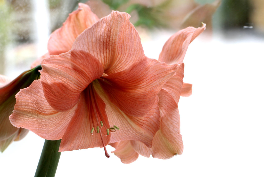 Amaryllis