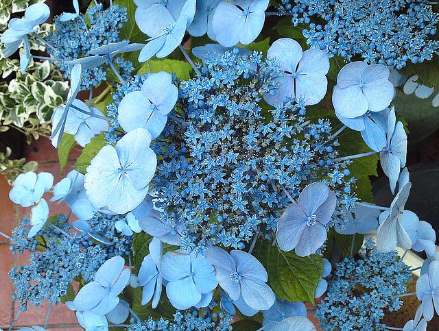 Hydrangea