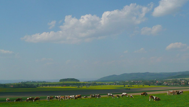 Frühling bei Lohmen