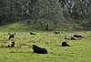 happy cows