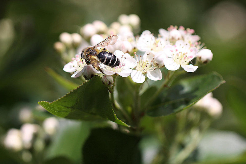 20100505 2910Mw [D~LIP] Bindensandbiene (Andrena flavipes), Bad Salzuflen