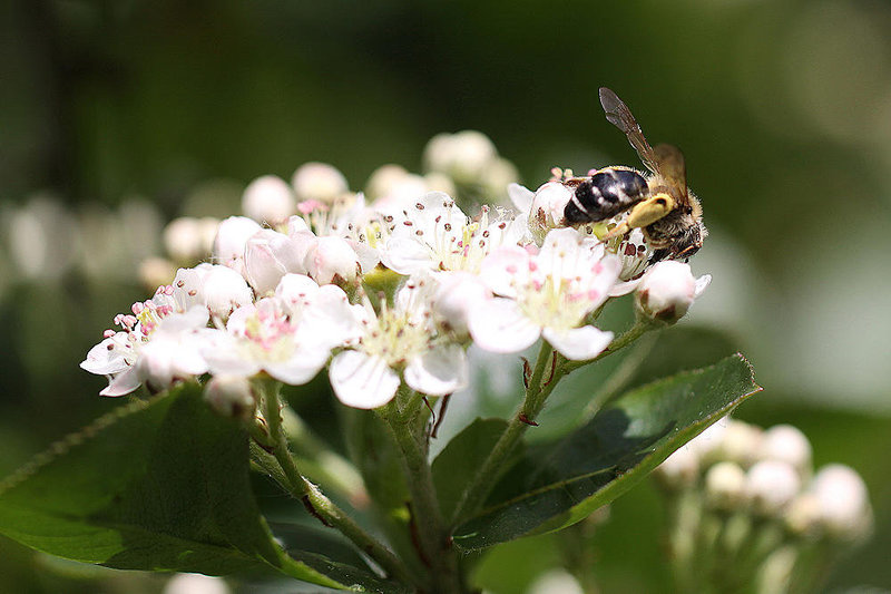 20100505 2915Mw [D~LIP] Bindensandbiene (Andrena flavipes), Bad Salzuflen